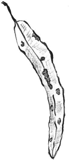 leaf17.gif
