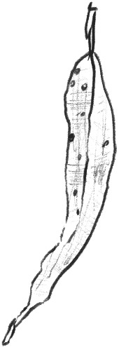 leaf18.gif