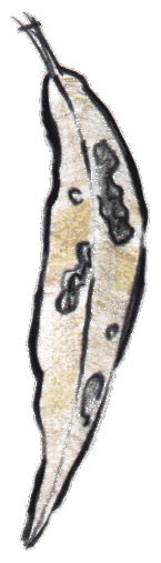 leaf21.gif