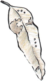 leaf25.gif