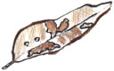 leaf