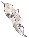 leaf